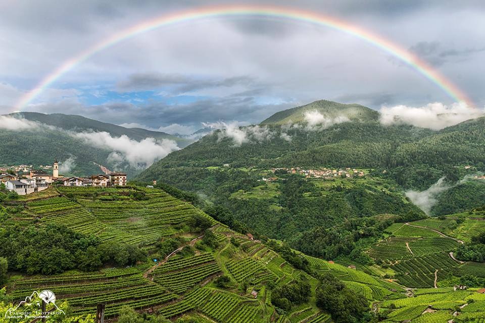 Trentino oenology