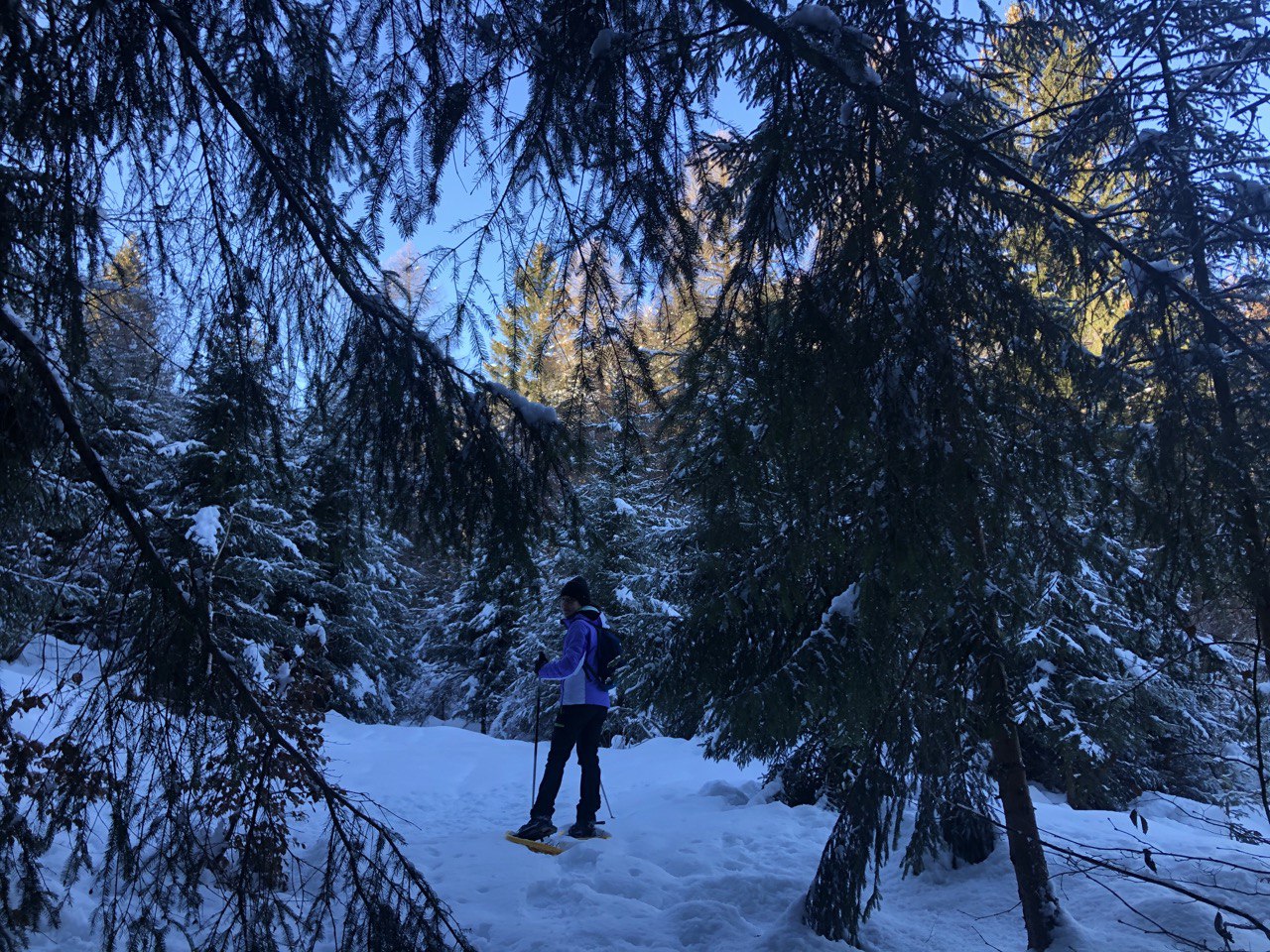 Passeggiare nei boschi di Andalo con le ciaspole